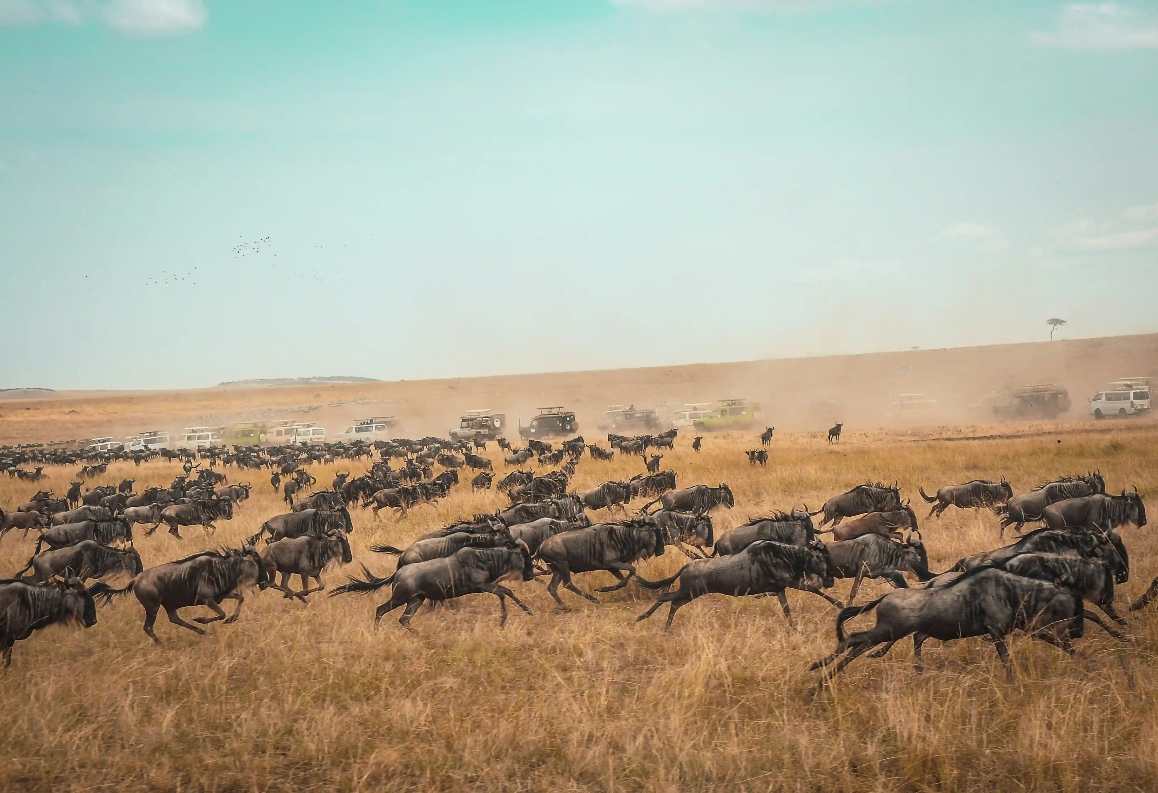 Wildebeest Migration