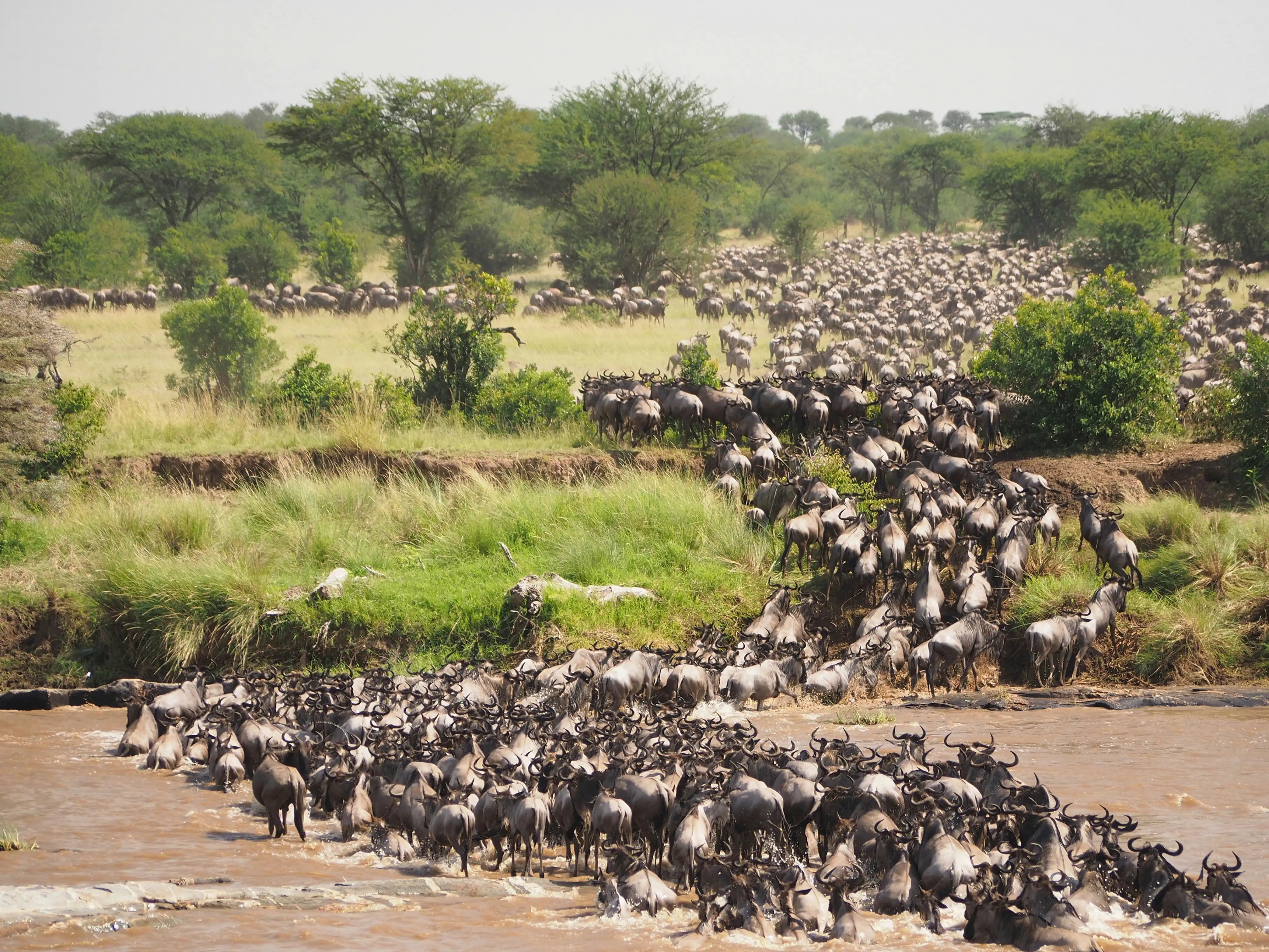 9 Days Migration Safari