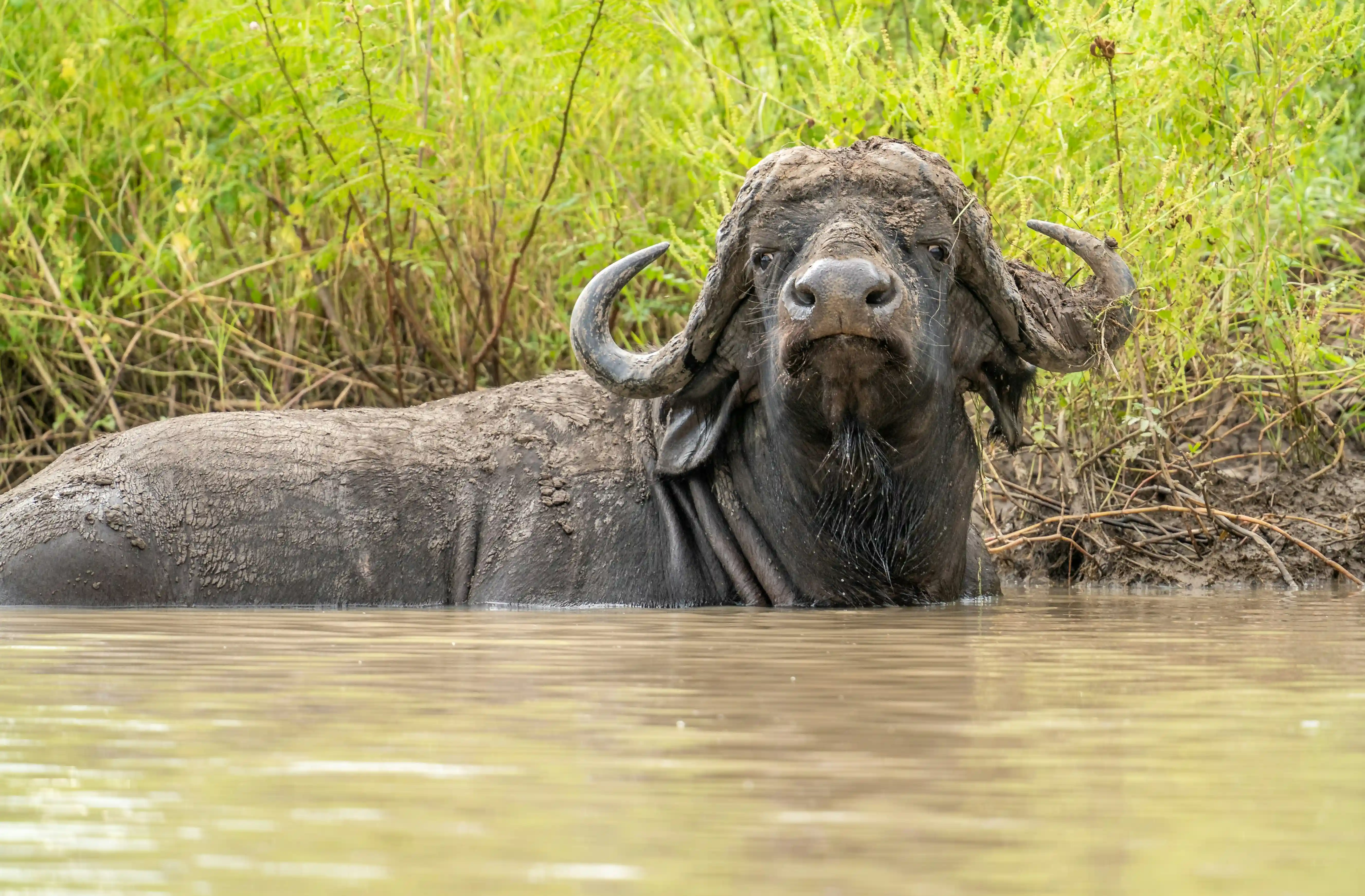 Classic Africa Safari